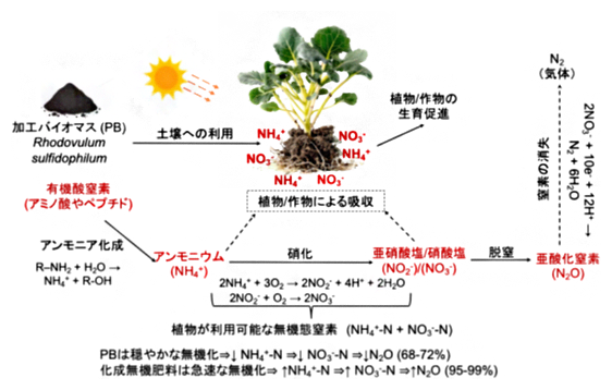 R. sulfidophilum 由来バイオマス肥料を利用した際の窒素動態の模式図の画像