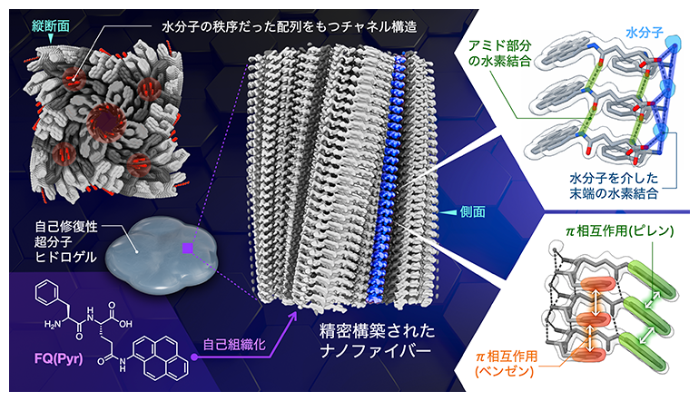 本研究で開発した自己修復性ヒドロゲルの超分子構造の図