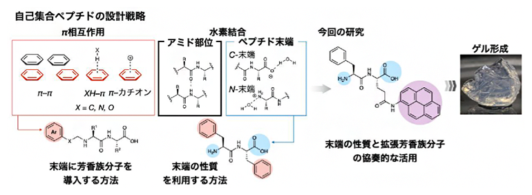 自己集合ペプチドの設計戦略と今回のジペプチドの図