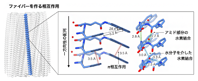 ファイバー構造をつくる相互作用の図