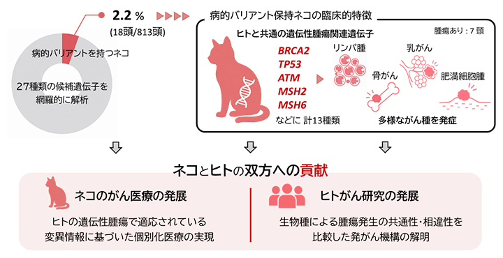 研究概要図
