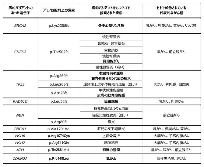 病的バリアントが抽出された遺伝子と保持するネコの疾患およびヒトにおける関連がん種の表