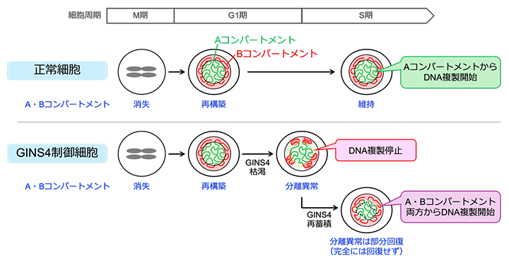 G1期からS期への移行時における核内A・Bコンパートメント形成と、DNA複製制御の関係の図