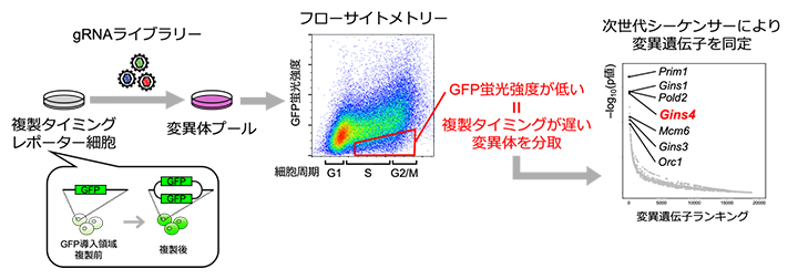 DNA複製タイミング異常を引き起こす原因遺伝子を同定する全ゲノムスクリーニングの図