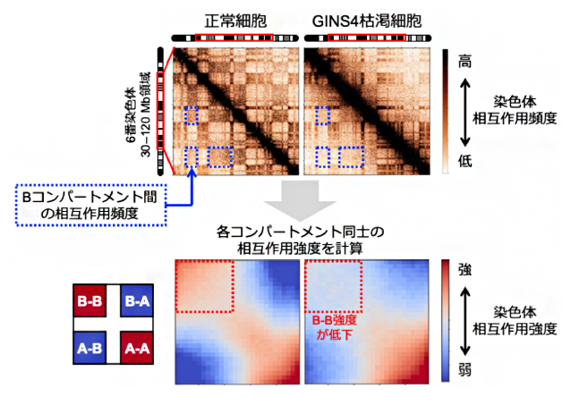 GINS4を特異的に分解・枯渇させた細胞のHi-C解析の図