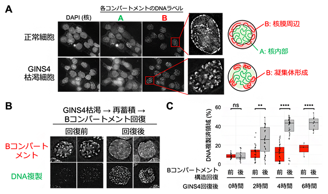 A・Bコンパートメント形成とゲノムDNA複製の密接な関係の図