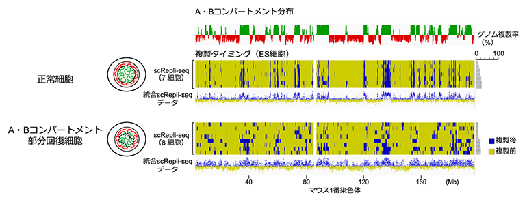 正常細胞とA・Bコンパートメント部分回復細胞のS期前期のscRepli-seqデータ比較の図