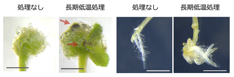 長期低温処理による茎葉および根の再生能力の向上の図