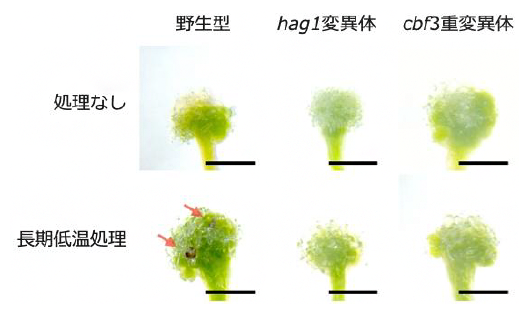 長期低温処理による茎葉再生促進にはHAG1とCBFが必要の図