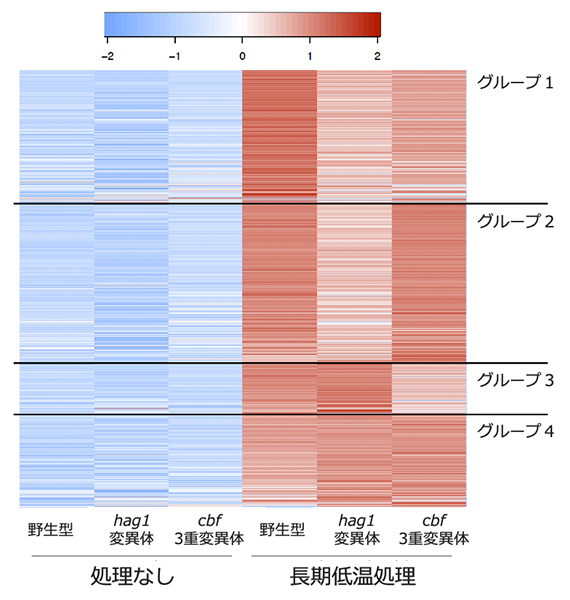長期低温処理後にHAG1やCBF依存的に発現誘導される遺伝子群の図