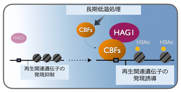 長期低温による再生促進の分子メカニズムの図