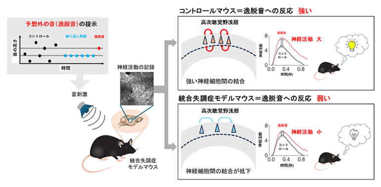 本研究の概要図