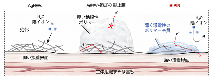 従来型銀ナノワイヤ（AgNWs）複合膜とBIPINの比較の図