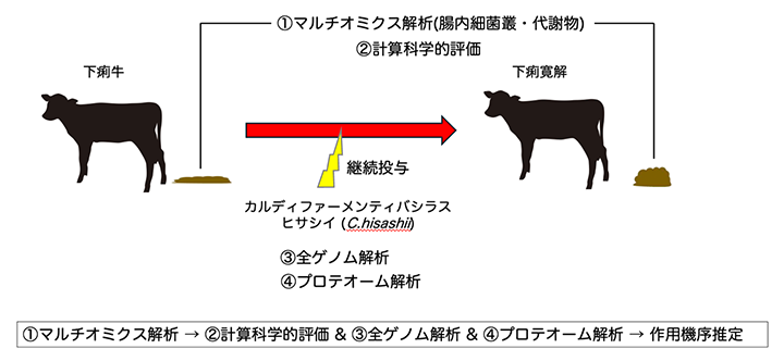 本研究の解析手順の図