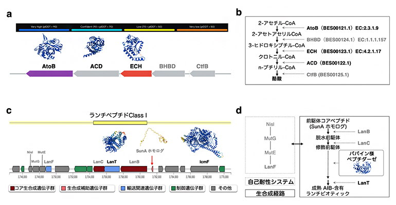 ゲノム解析とプロテオーム解析に基づく酪酸と2-アミノイソ酪酸の推定生合成経路の図