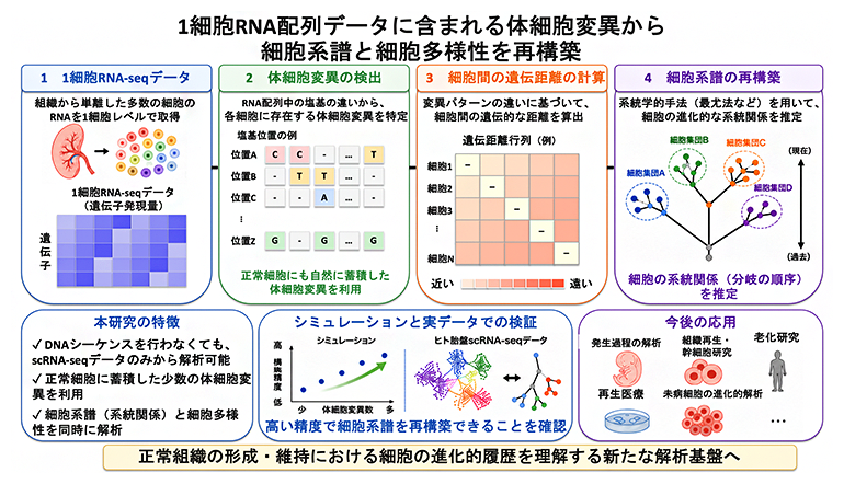 体細胞変異を利用した細胞系譜再構築の概念図の画像