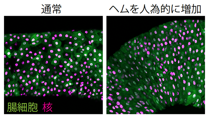 腸細胞のエレボーシス（黒い細胞）を抑制するヘムの図