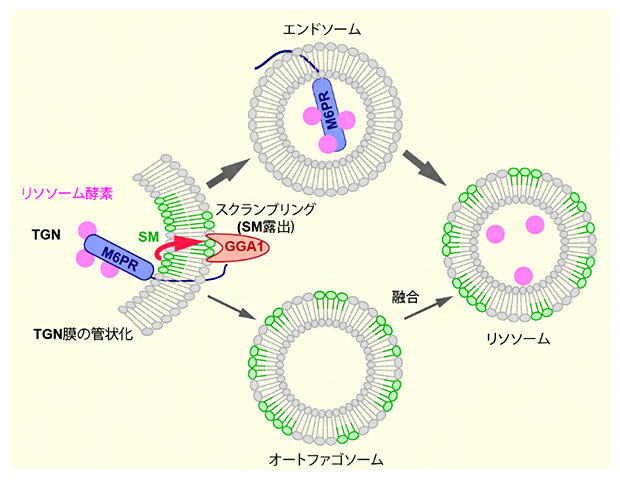 ゴルジ体膜の脂質二重層の再編成によるリソソーム酵素輸送とオートファジーの制御の図