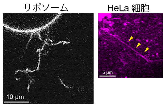 GGA1による膜の管状化の図