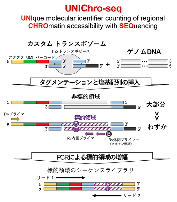 UNIChro-seqの原理の図