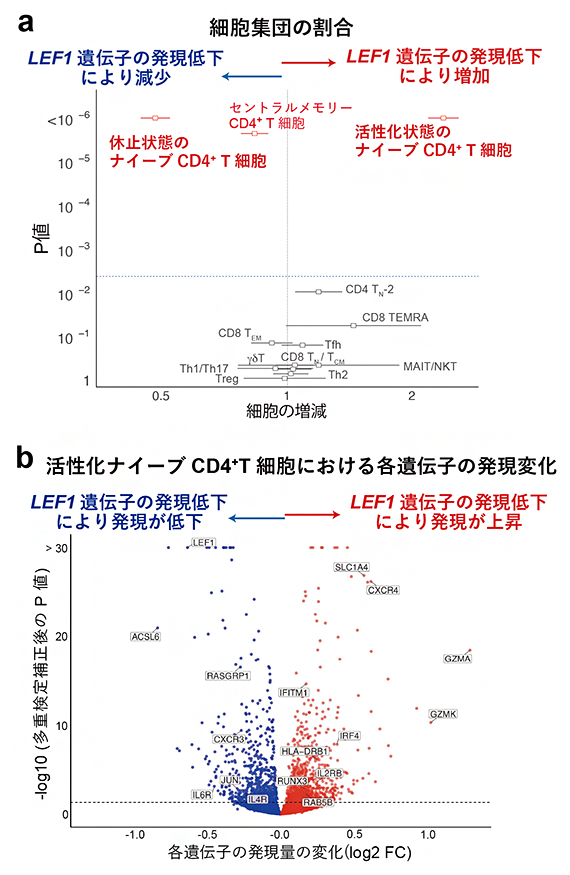 LEF1遺伝子の発現低下によるナイーブCD4陽性T細胞の活性化と各遺伝子の発現変化の図