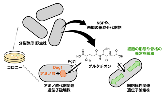 野生株から細胞外に放出されて周囲の遺伝子破壊株の生育を支えるグルタチオンの図