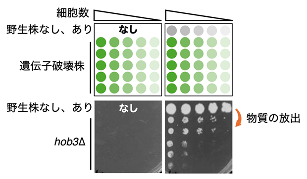 野生株近傍で起こる遺伝子破壊株の生育回復（適応生育現象）の図