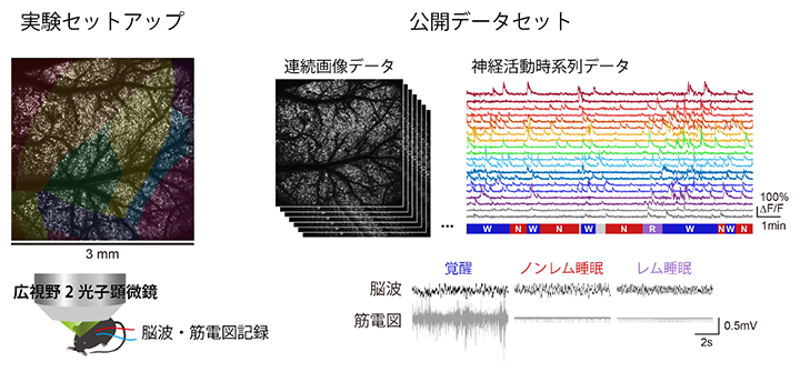 マウス大脳皮質の大規模神経活動データセットの図