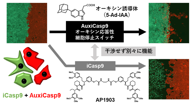 新たな停止スイッチAuxiCasp9と既存スイッチiCasp9の比較の図