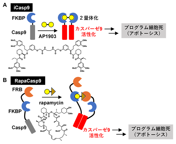 既存の細胞停止スイッチの活性化機構の図