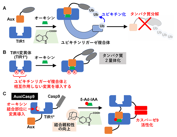 AuxiCasp9のデザインの図
