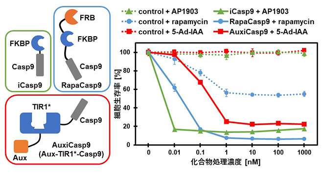 iCasp9/RapaCasp9/AuxiCasp9によるアポトーシス誘導活性の比較の図
