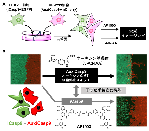 AuxiCasp9とiCasp9の独立性確認の図