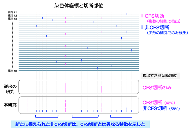 1細胞解析による複数の新たな染色体脆弱部位の同定の図