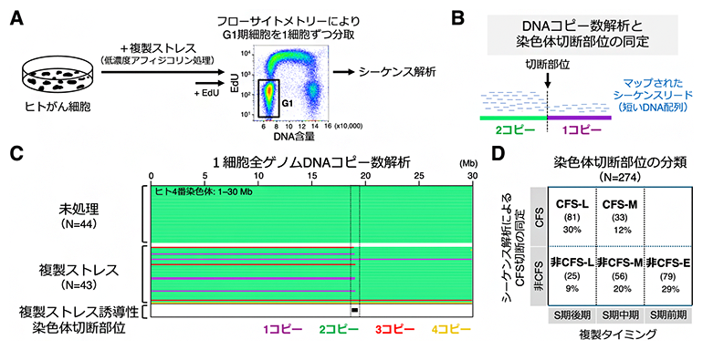 複製ストレスによって誘導された染色体切断部位の同定と分類の図