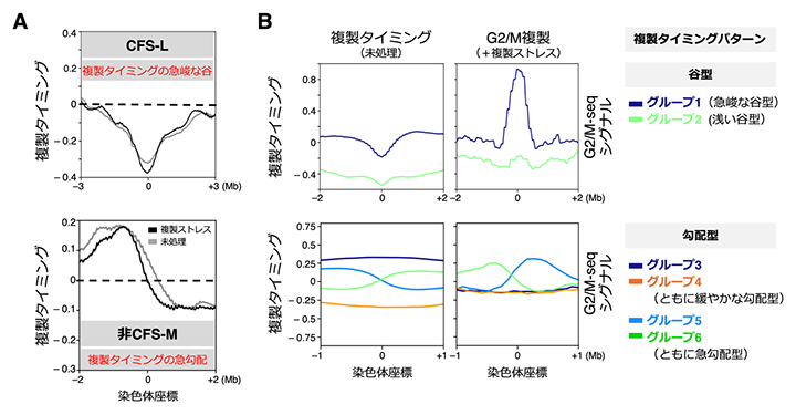 異なる染色体切断クラスに特徴的な未処理細胞のDNA複製タイミングパターンの図
