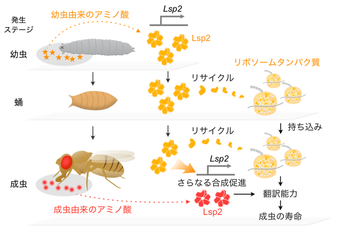 幼虫期の栄養が寿命を制御する仕組みの図