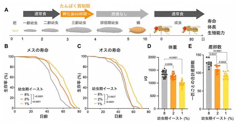 幼虫期たんぱく質制限による寿命延長・体重減少・産卵数低下の図