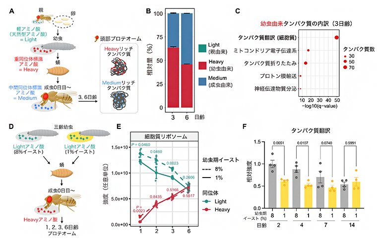 幼虫のアミノ酸摂取量に依存する成虫のタンパク質合成の図