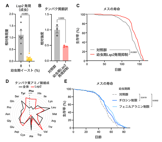 タンパク質翻訳と寿命の制御に関わる貯蔵タンパク質Lsp2の図