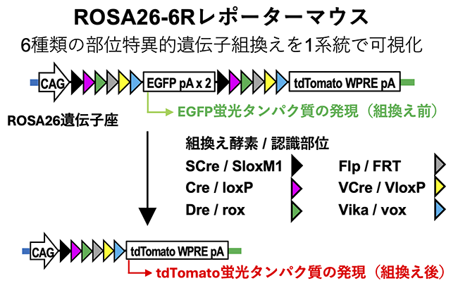 ROSA26-6Rマウスの働く仕組みの図