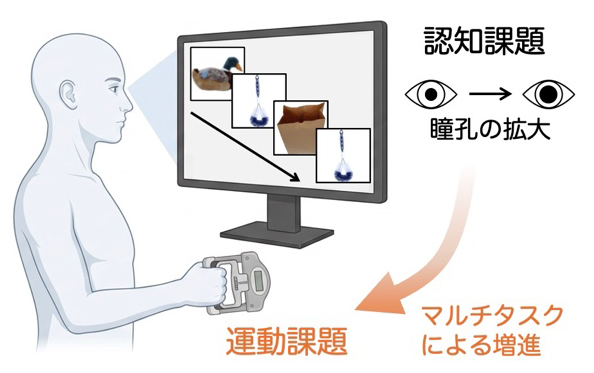 本研究成果の概要の画像