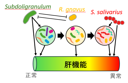 本研究で得られた群集組成、分類群、肝機能の関係の図