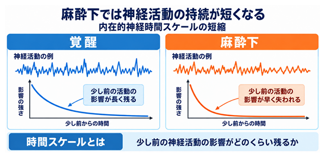 麻酔で短縮する内在的神経時間スケールの図