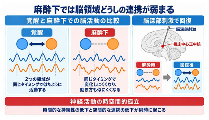 麻酔で低下する脳領域間の同期と動態の連携の図