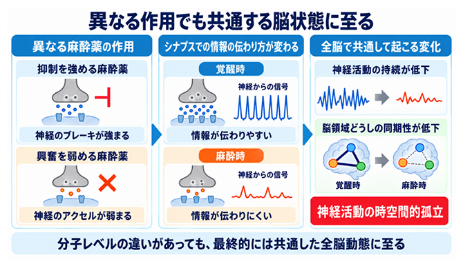 異なる分子作用から共通する全脳動態へのつながりの図