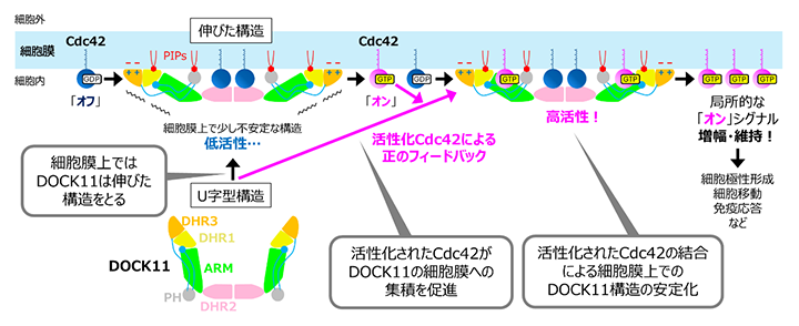 細胞膜上におけるDOCK11の正のフィードバックによるCdc42増幅メカニズムの図