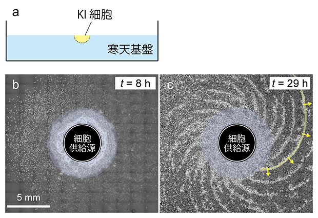 複数の腕を持つスパイラル構造の形成の図