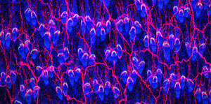Image of hair follicles and the nerve network in skin cells