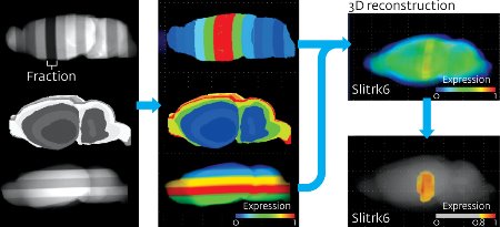 Image of transcriptome tomography